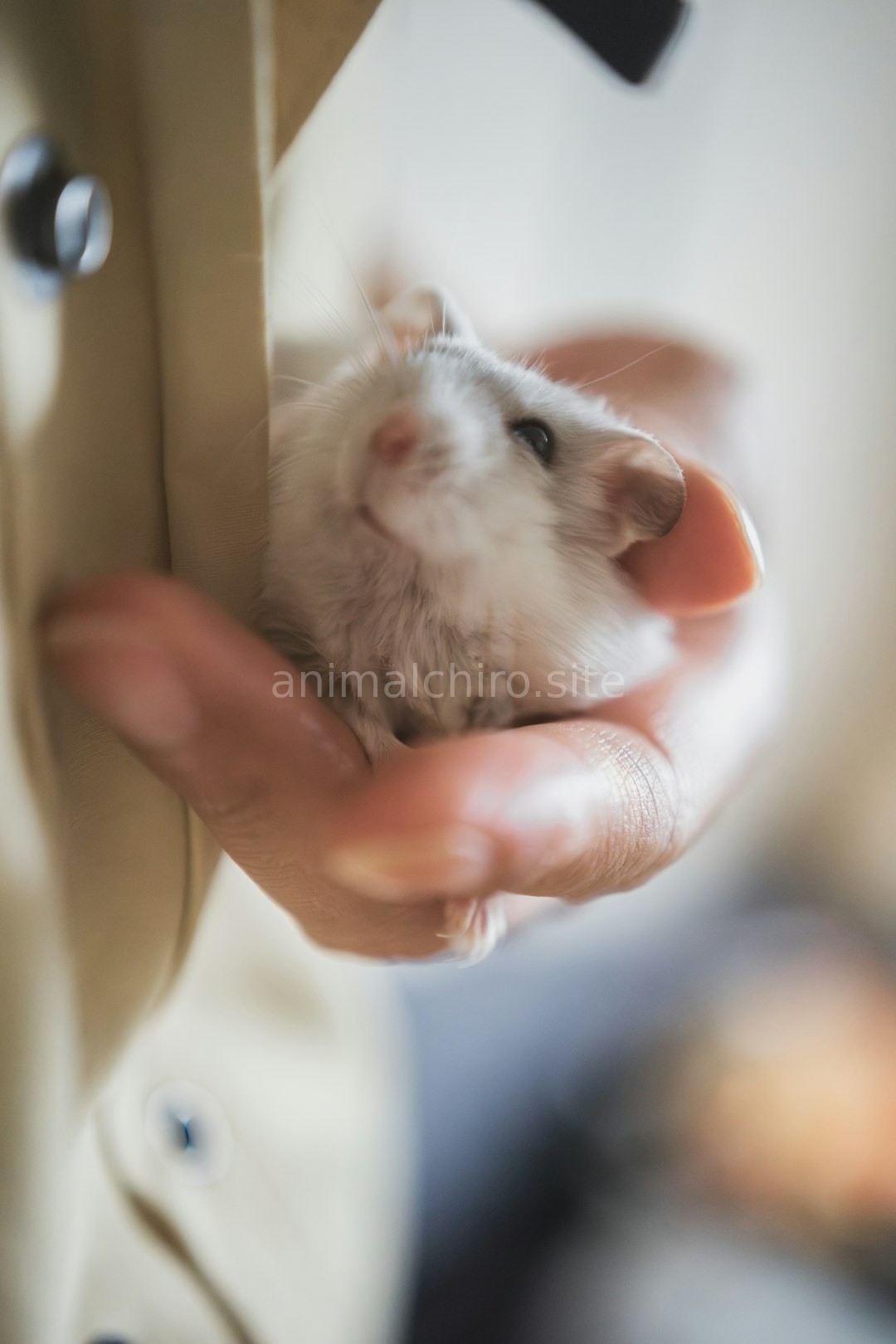 Calm pet