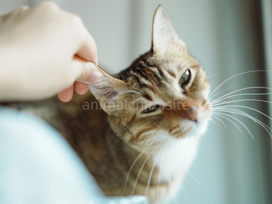 Animal Wellness
