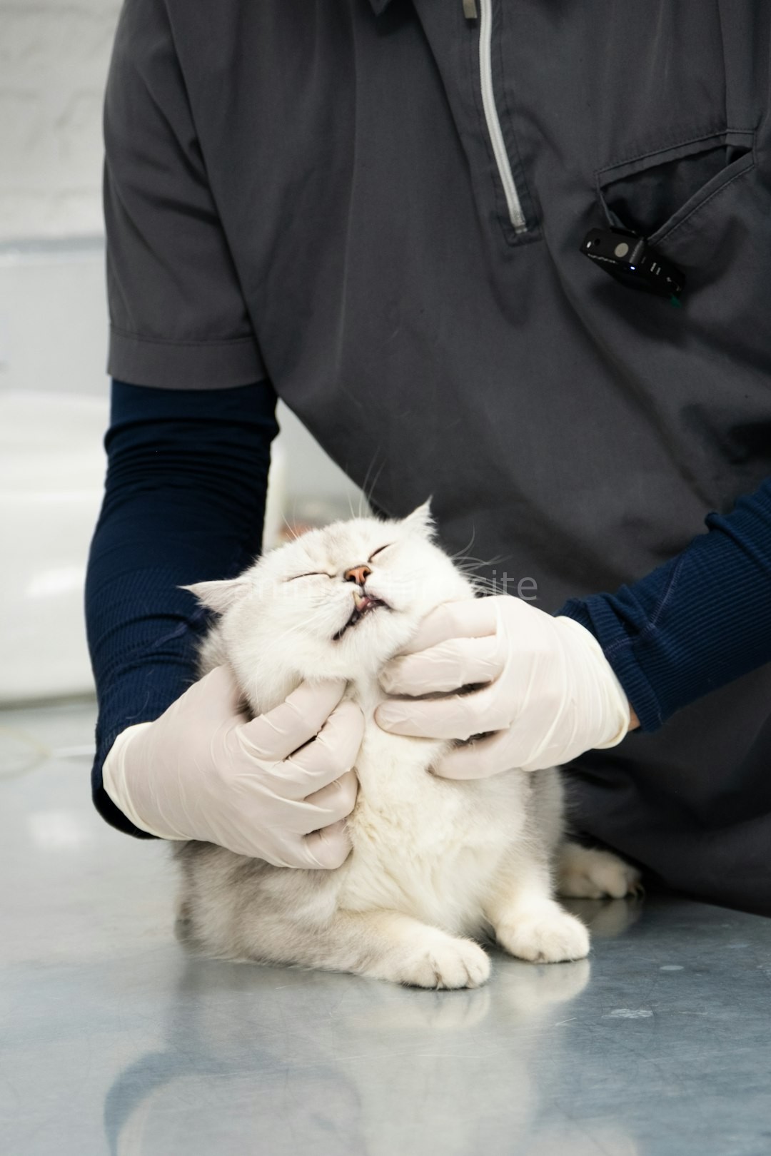 Canine Care