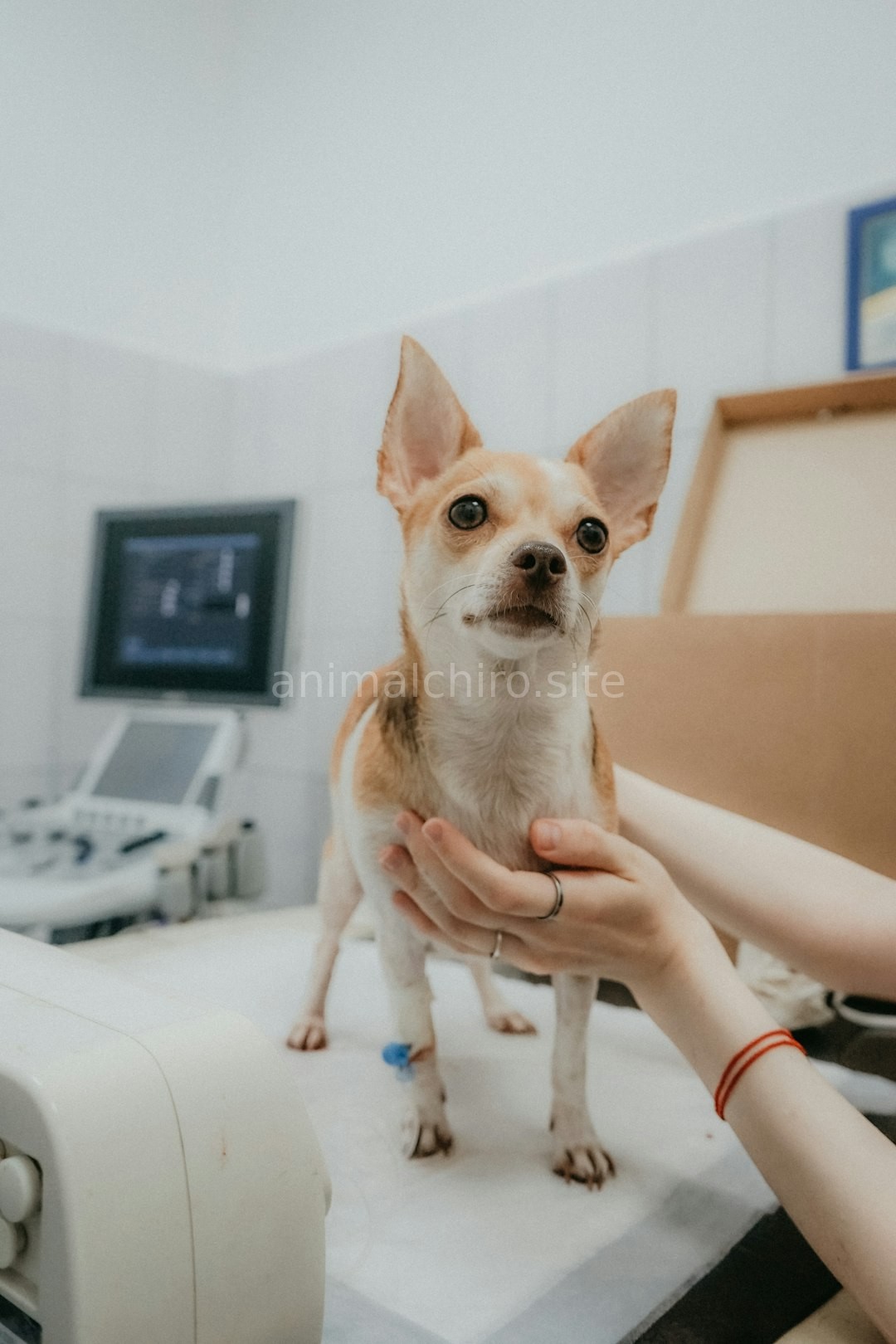 Clinic 2